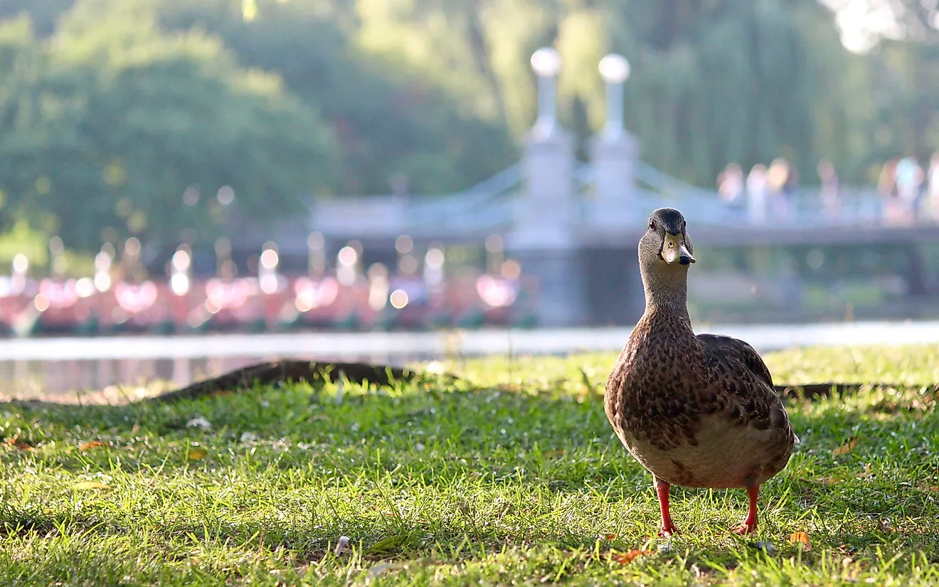 Duck Walking At Boston Commons