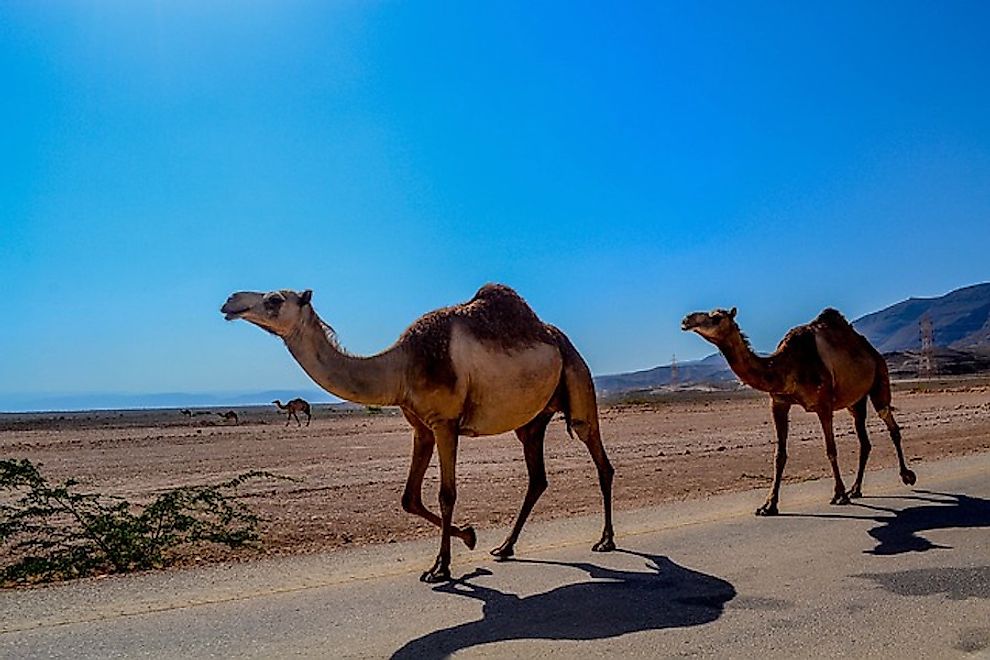 Camels running along a desert road.