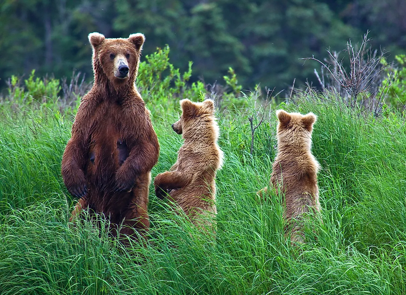 Grizly Bears at Katmai National Park, Alaska, USA. Image credit: Gleb Tarro/Shutterstock.com