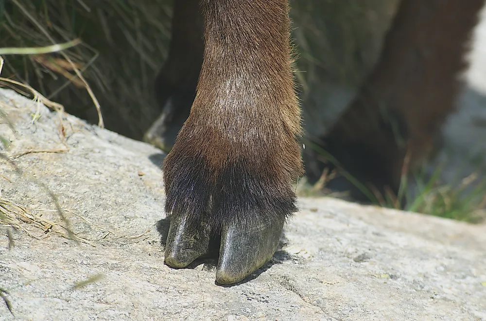 Hoof of an alpine ibex. 