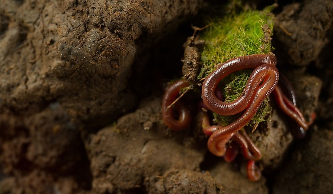 Earthworms eat a wide range of organic matter.