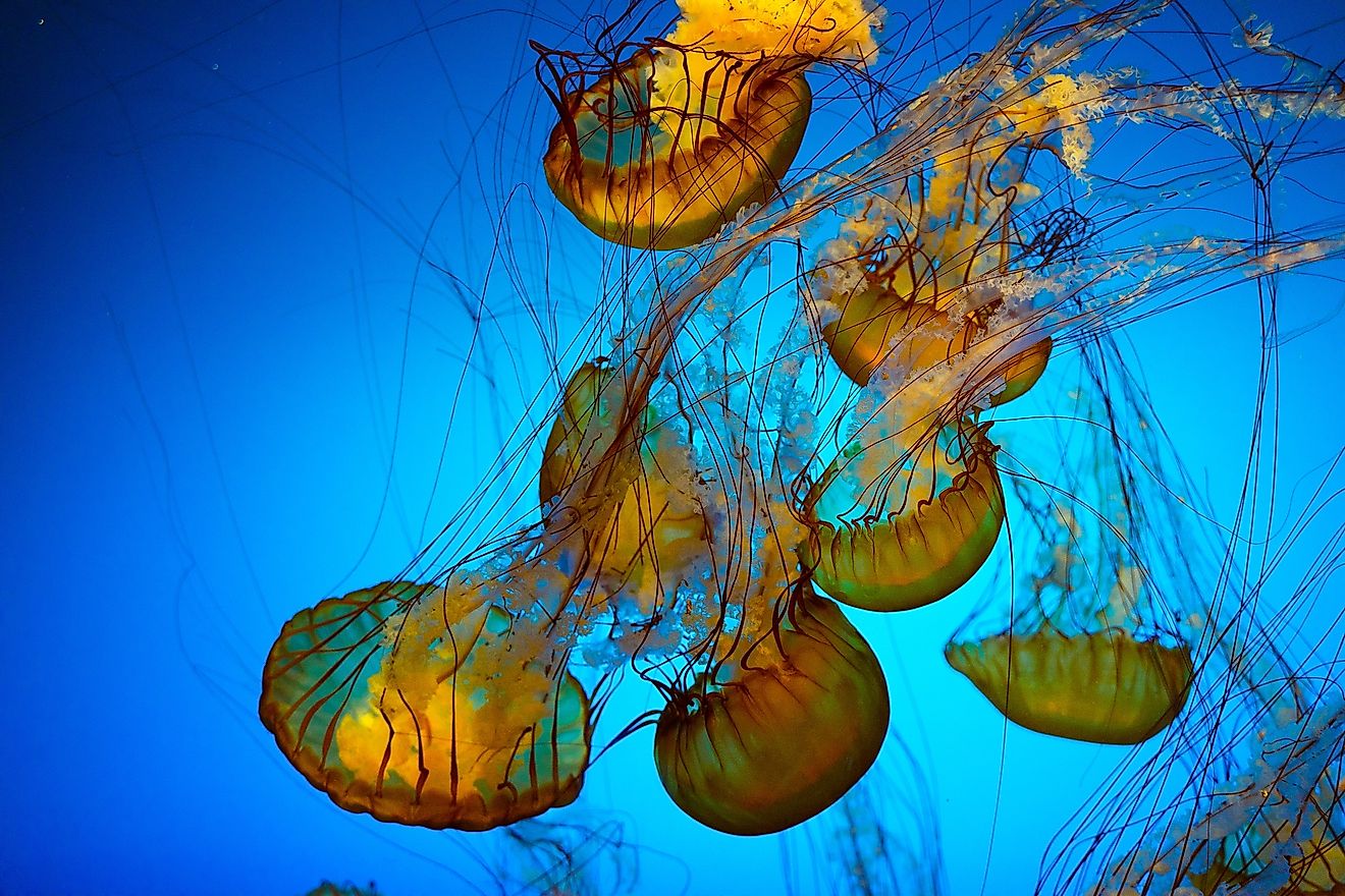 group of jellyfish floating in a large water tank, which is part of the Shedd Aquarium in Chicago. 