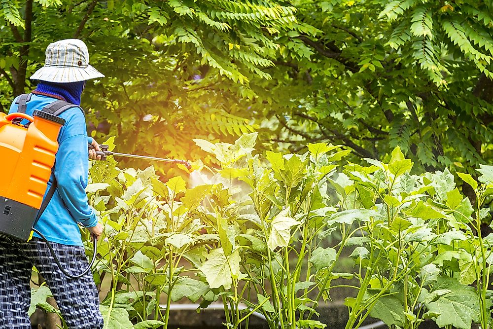 A worker spraying pesticides in a field. 