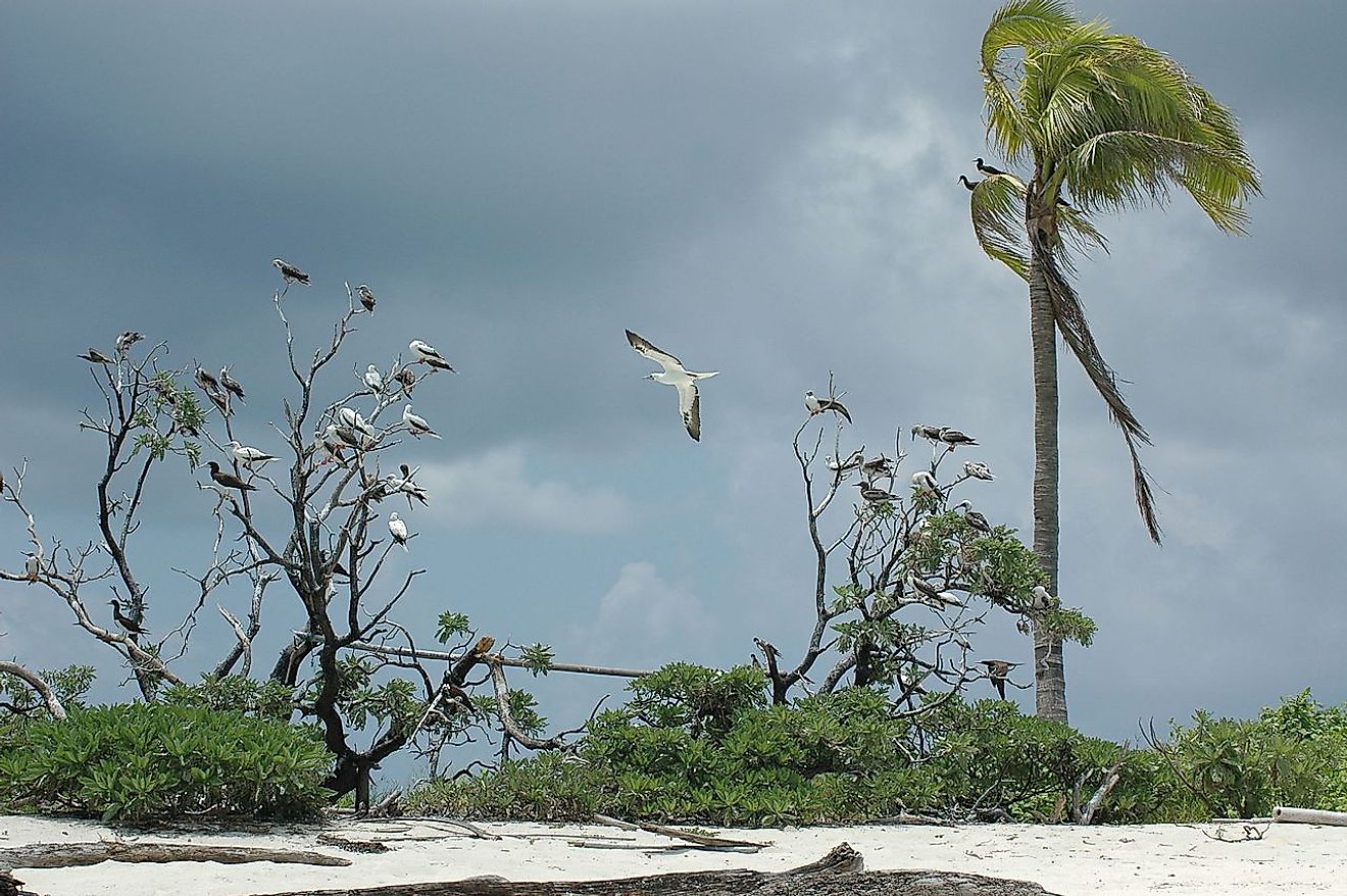 Tubbataha Reefs Natural Park (Philippines). Image credit: Ron Van Oers/Wikimedia.org