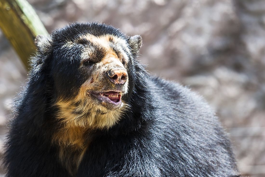 A spectacled bear, or Andean bear. 