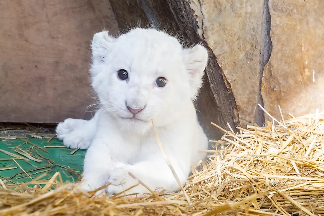 White lion cub born at a zoo. 