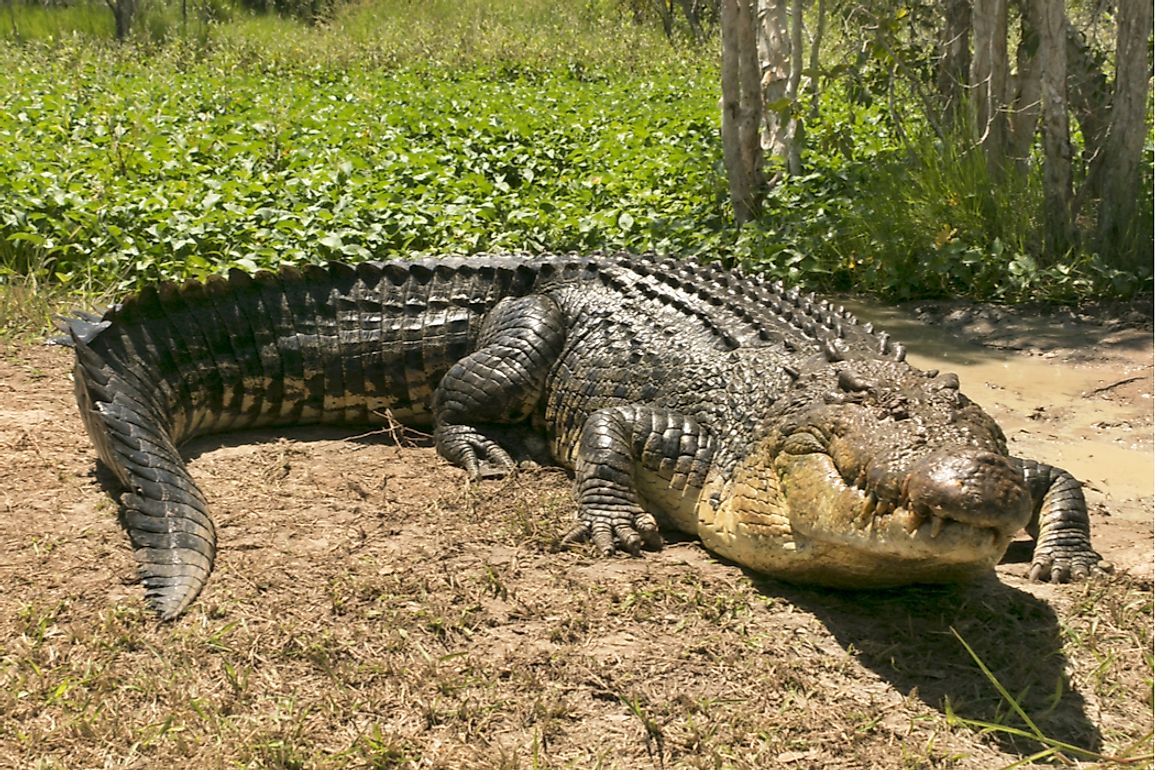 Male saltwater crocodiles can typically grow to 6 m (19.7 ft) in length.