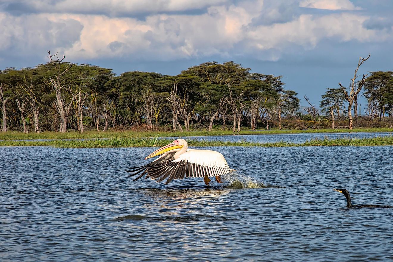 A great white pelican flying just above the surface of Lake Naivasha's waters. Image credit: Sanchi Aggarwal