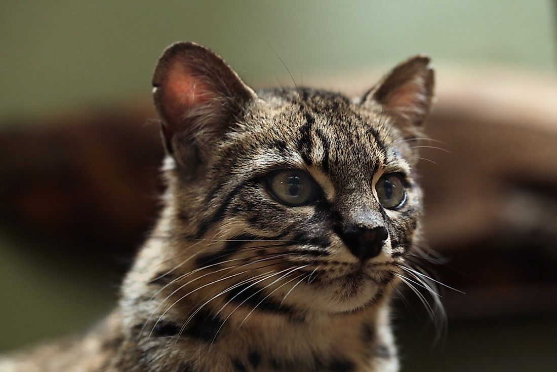 A Geoffrey's cat in Argentina. 