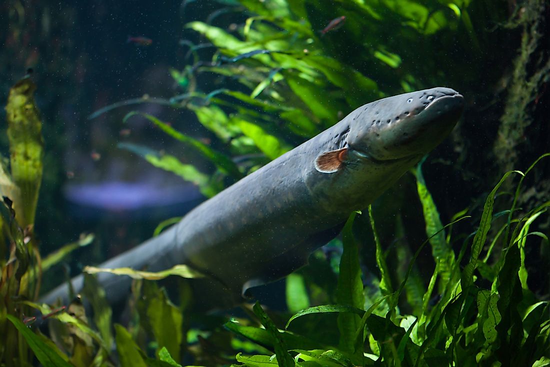 An electric eel. 