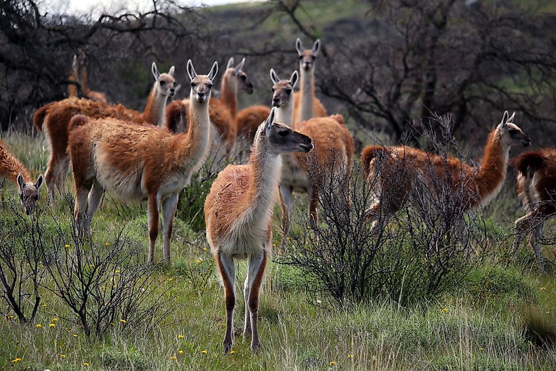 A group of guanacos in Patagonia. 