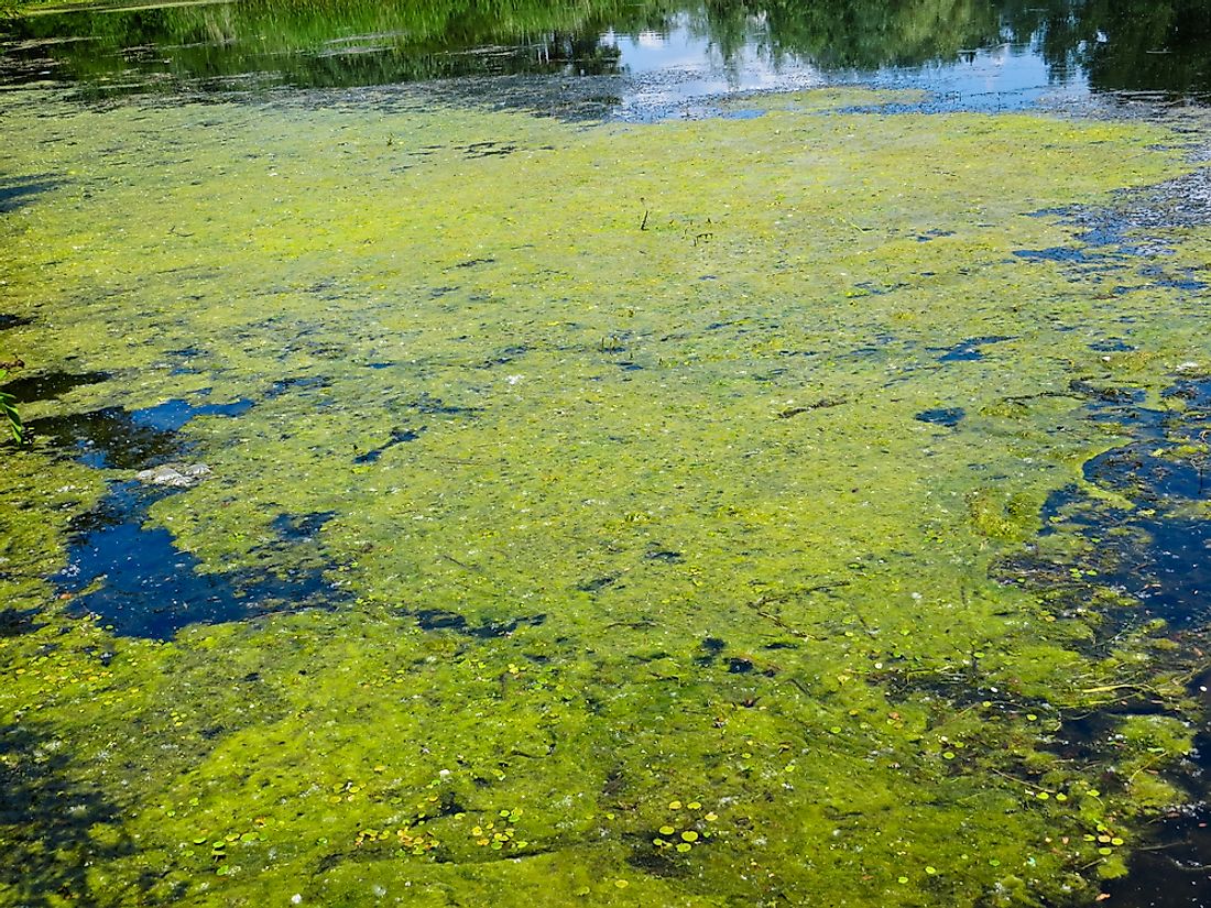Algae on a lake surface. Algae produces much-needed oxygen for aquatic species.