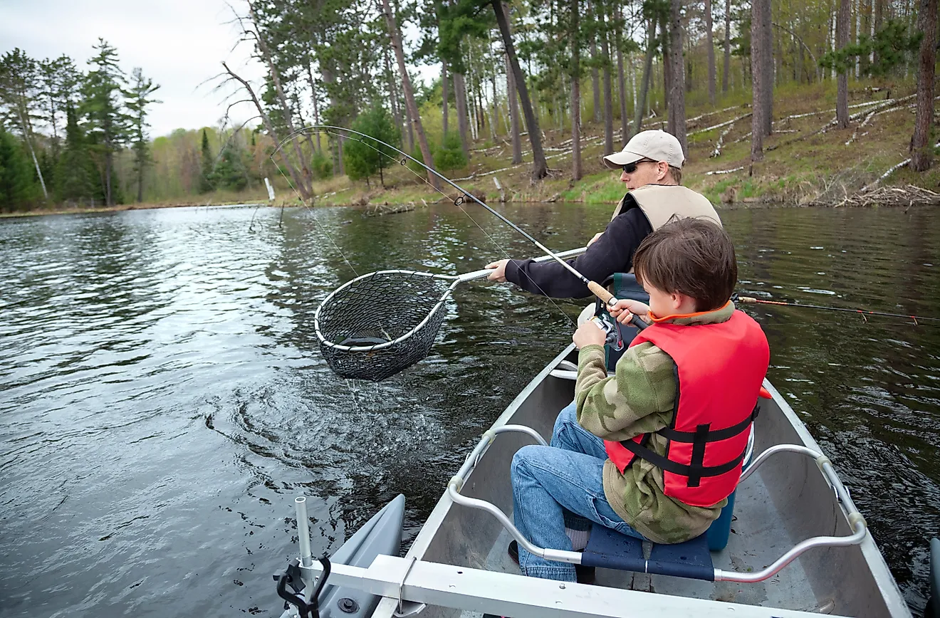 A dad nets a nice walleye caught by his son on a lake in northern Minnesota