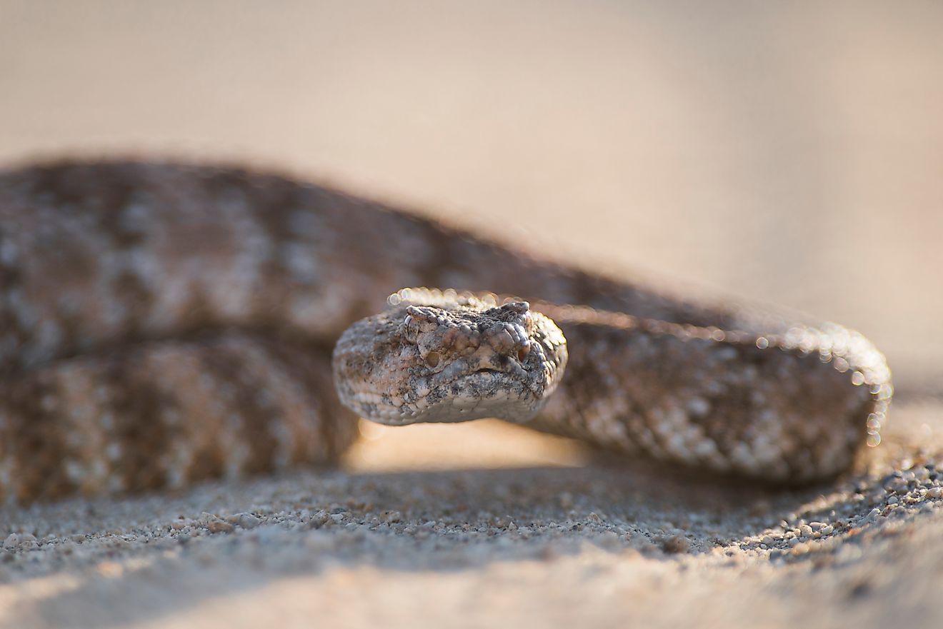 Southwestern speckled rattlesnake. By Joshua Tree National Park - CC BY 2.0, Wikimedia Commons.