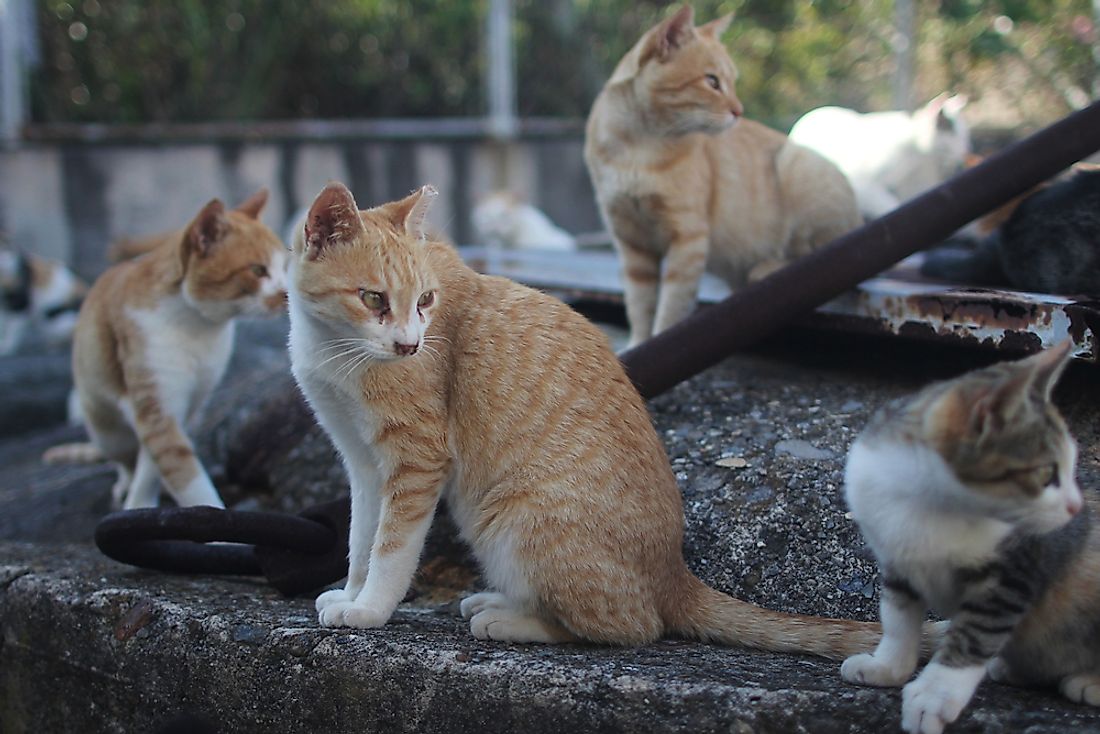 Cat lovers from all over the world flock to the Cat Island to watch the cats here in action.