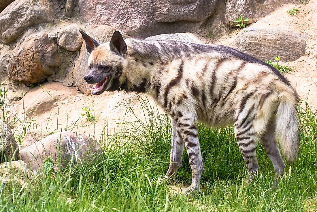 A striped hyena. 