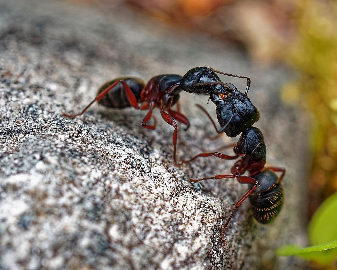 Carpenter Ants moving around and communicating. Image credit: ggw/Shutterstock.com