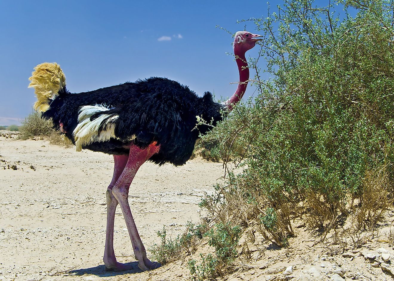 A male North African ostrich.  Image Credit: Sergei25 / Shutterstock.com