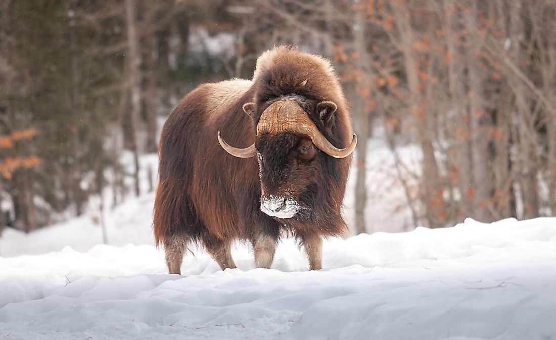 Muskox are found in the northern territories of Canada. 