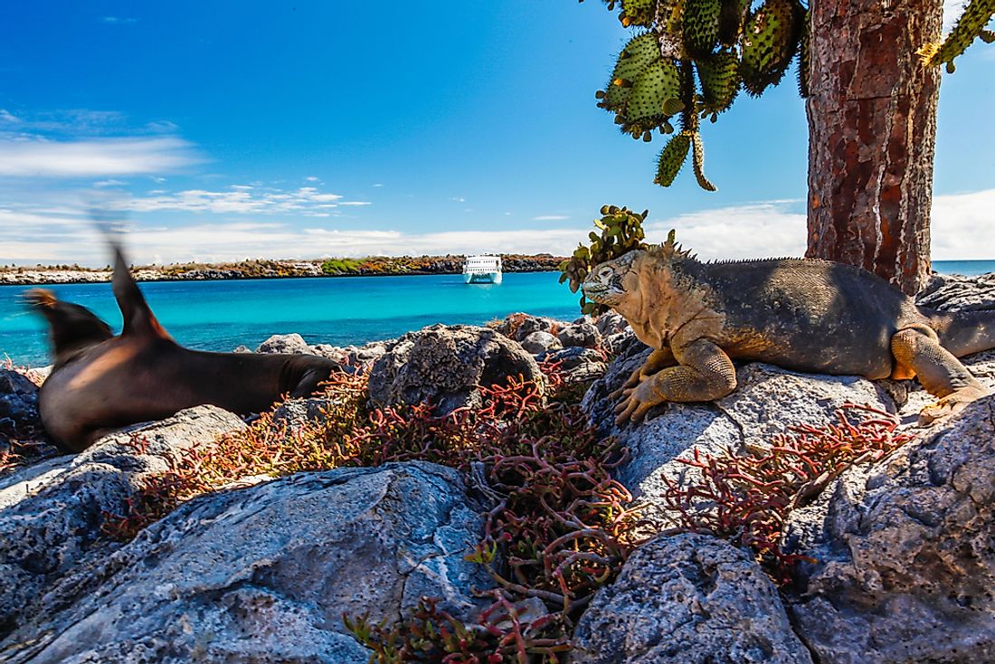 A land iguana in the Galápagos Islands. 