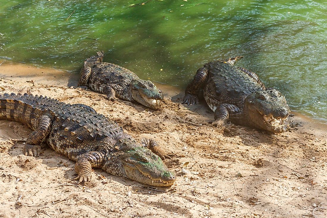 Crocodiles such as these can be found in India's freshwater.