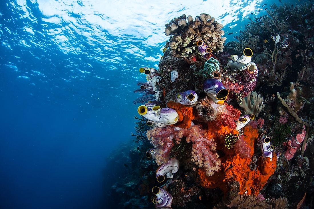 The coral triangle near Raja Ampat, Indonesia. 