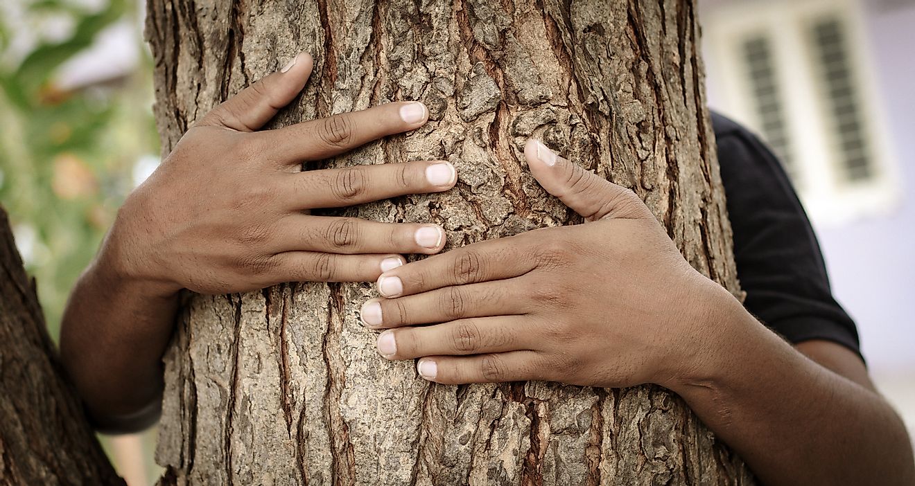 On several occasions, some Indian communities have used tree-hugging as a method of protest against logging activities.