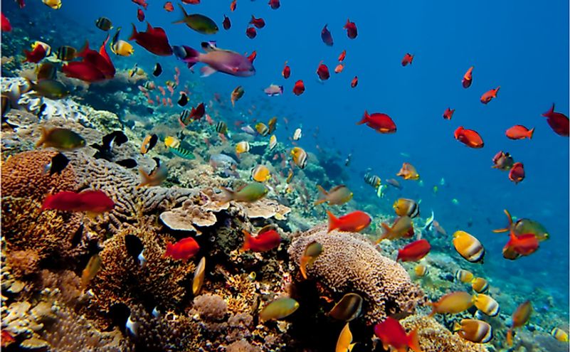 Underwater landscape Bali, Indonesia,