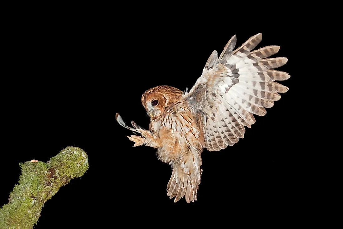 Owls are different from most other bird species and possess unique characteristics like large eyes and a highly flexible head.