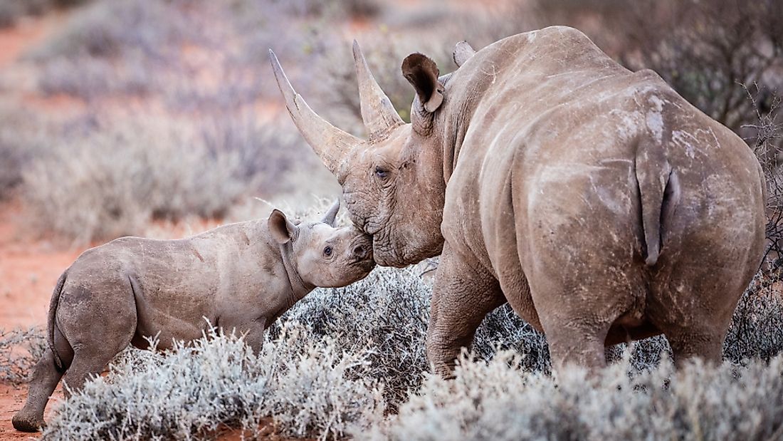 Black rhinos are listed as Critically Endangered. 