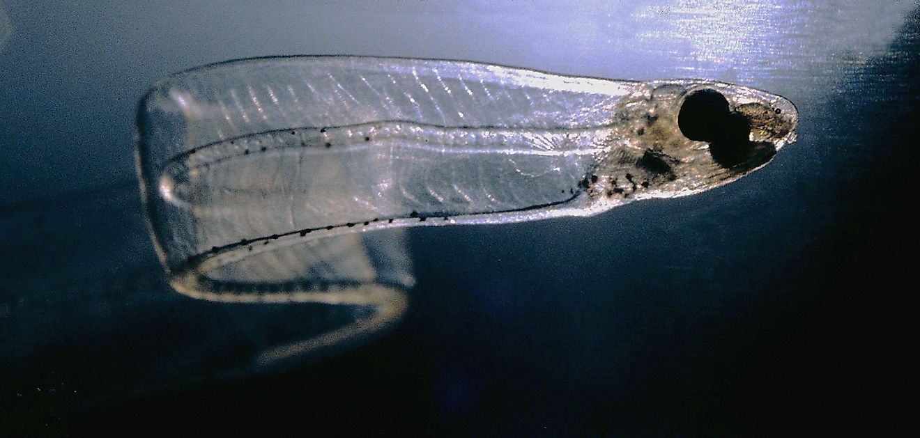 European Eel Larvae. Image credit: Wikimedia.org