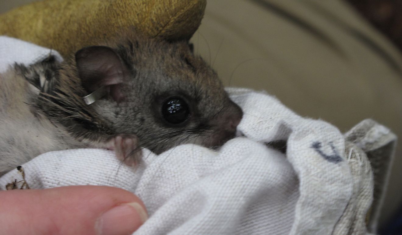 A young Carolina Northern Flying Squirrel. Babies grow old enough to be weaned from their mothers within forty days.