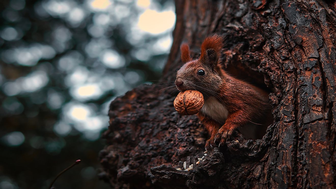 A red squirrel hoarding nuts in a tree hollow.