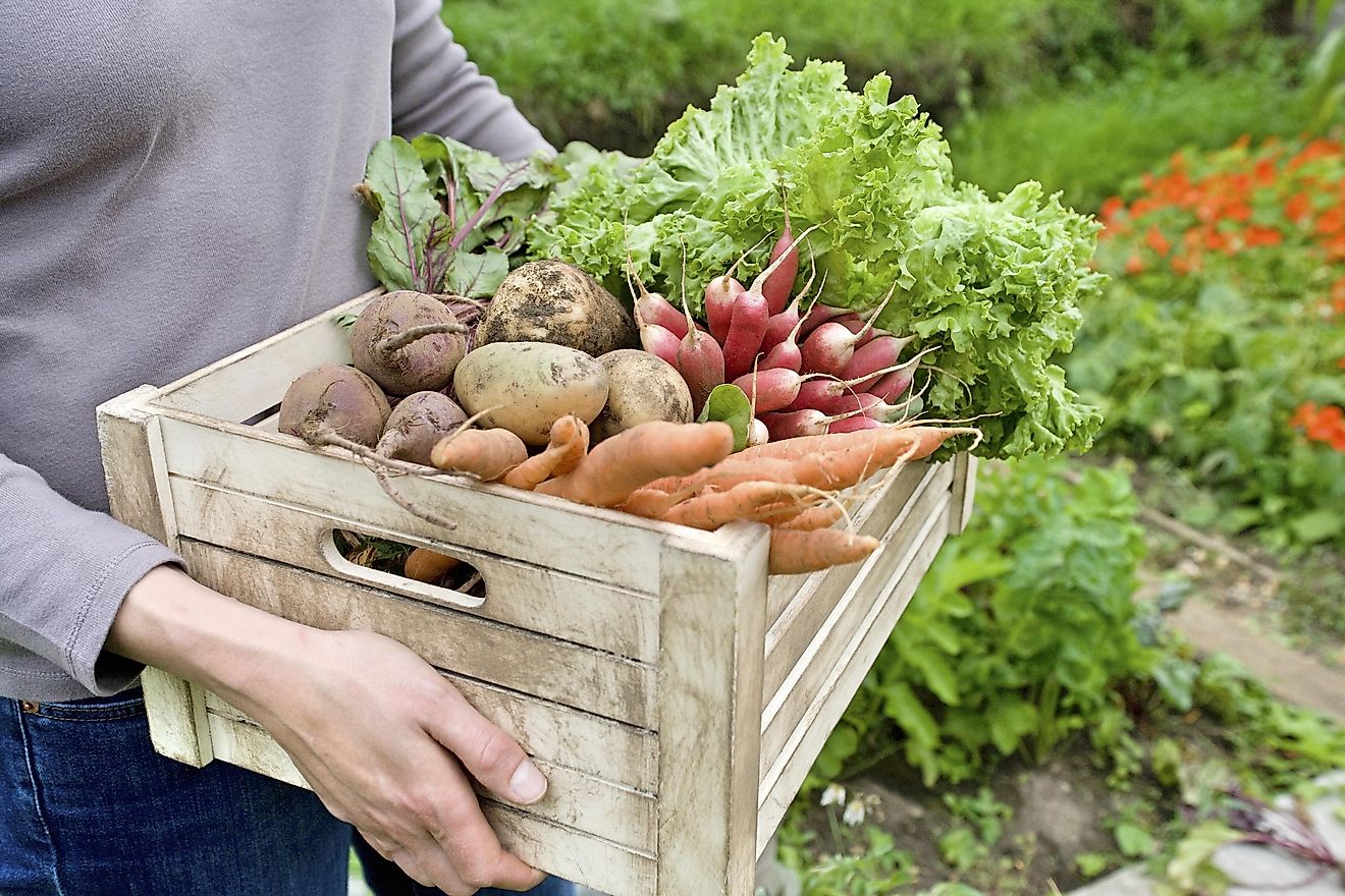 The first thing you can stop doing immediately is to stop wasting food.