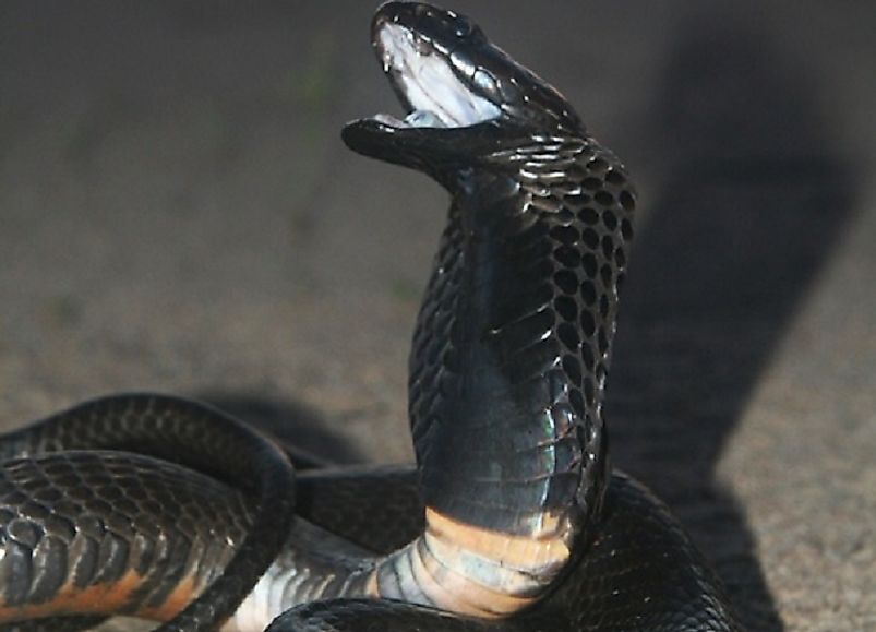 The Black-Necked Spitting Cobra.