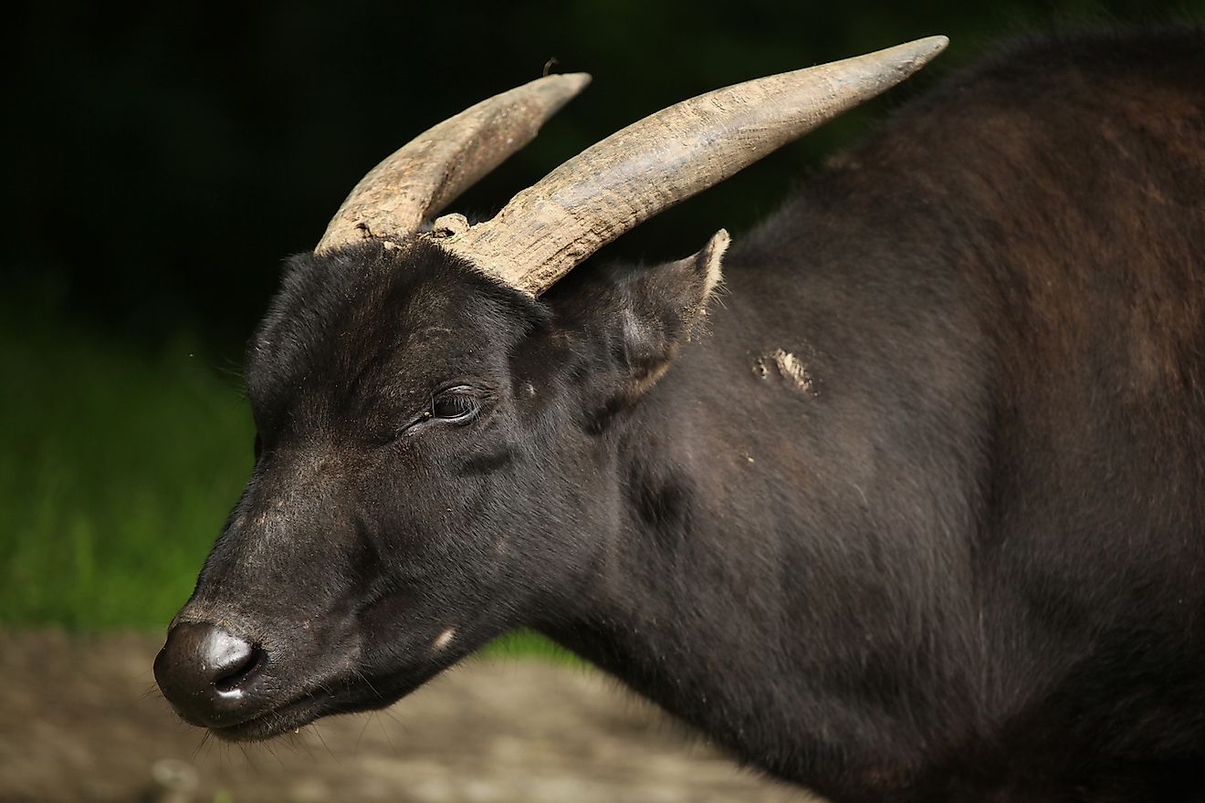 Lowland anoa (Bubalus depressicornis). Image credit: Vladimir Wrangel/Shutterstock.com