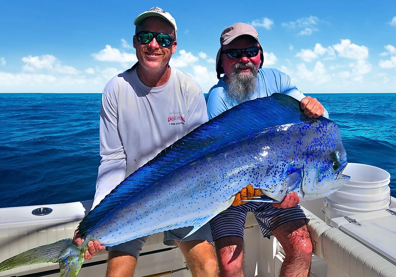 Catch the Best Deep Sea Fishing: What Kind of Fish Can You Find ...