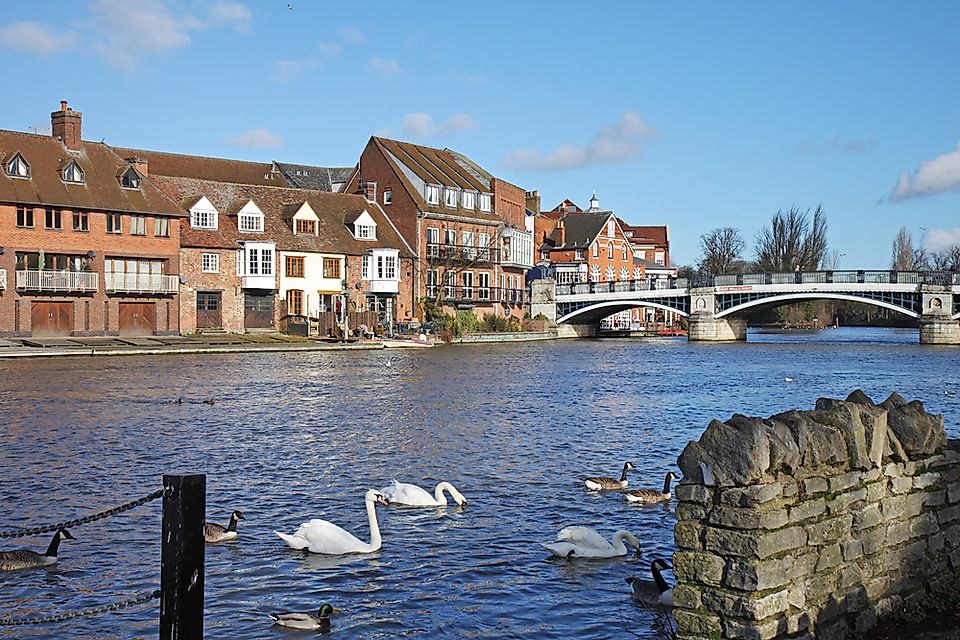 Swans on the River Thames.