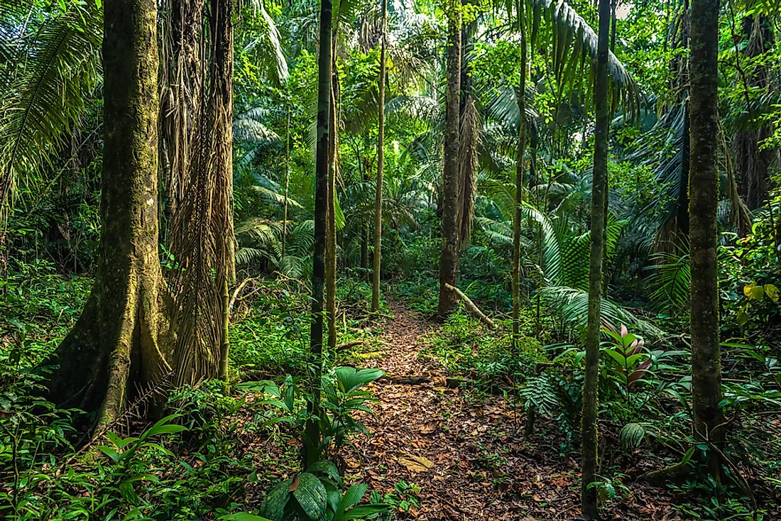 The jungles of South America, where the Minhocão is storied to exist.