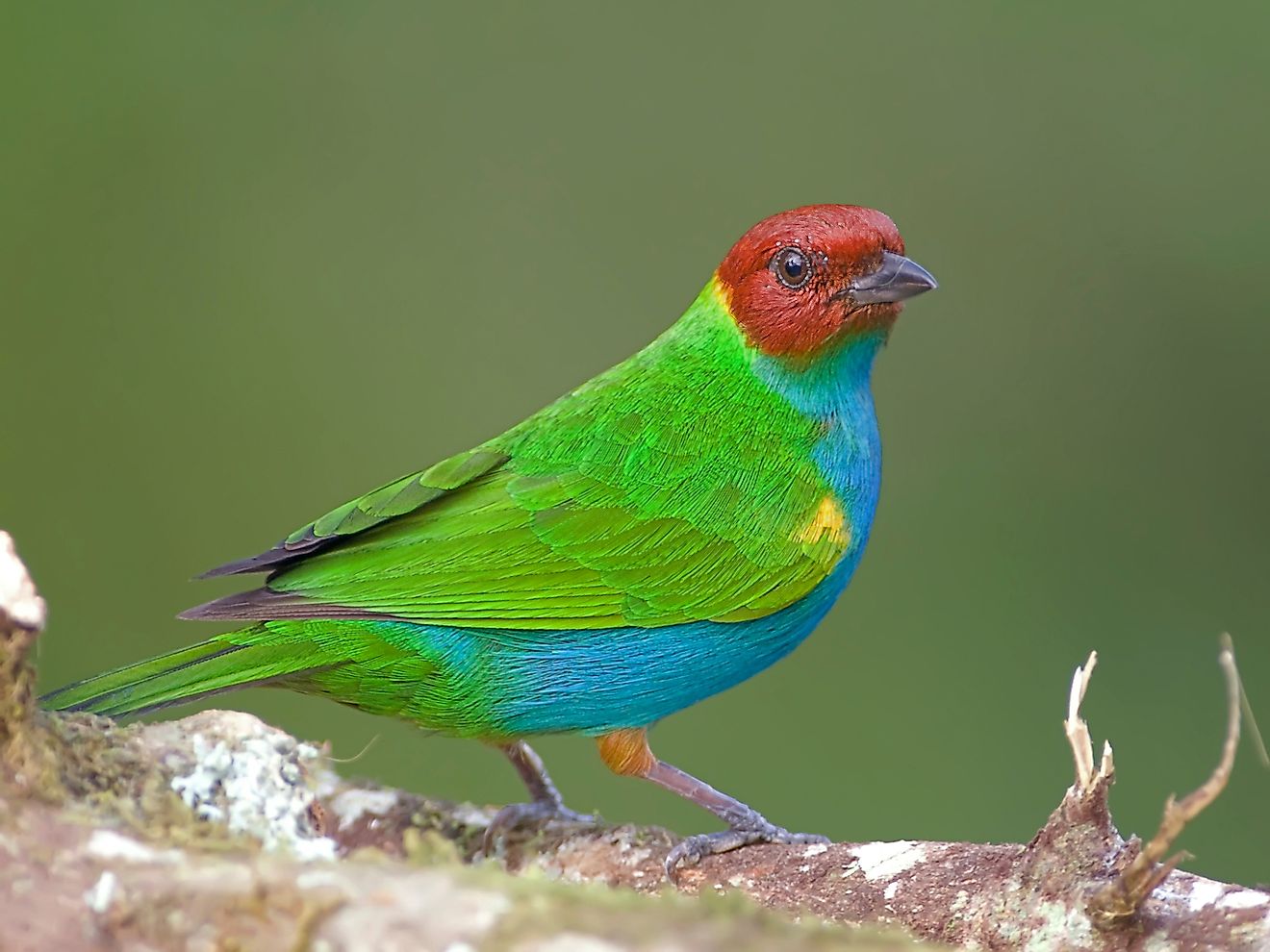 Bay-headed Tanager. Image credit: Agami Photo Agency/Shutterstock.com