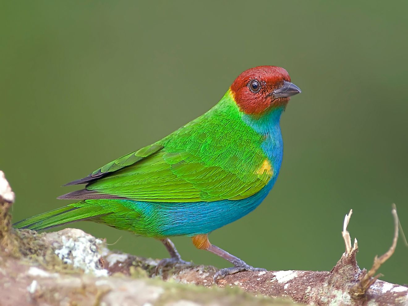 Bay-headed Tanager. Image credit: Agami Photo Agency/Shutterstock.com