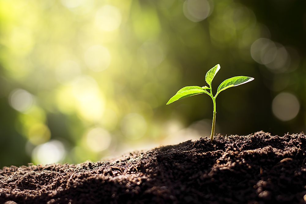 Earth worms love to burrow in the soil. 