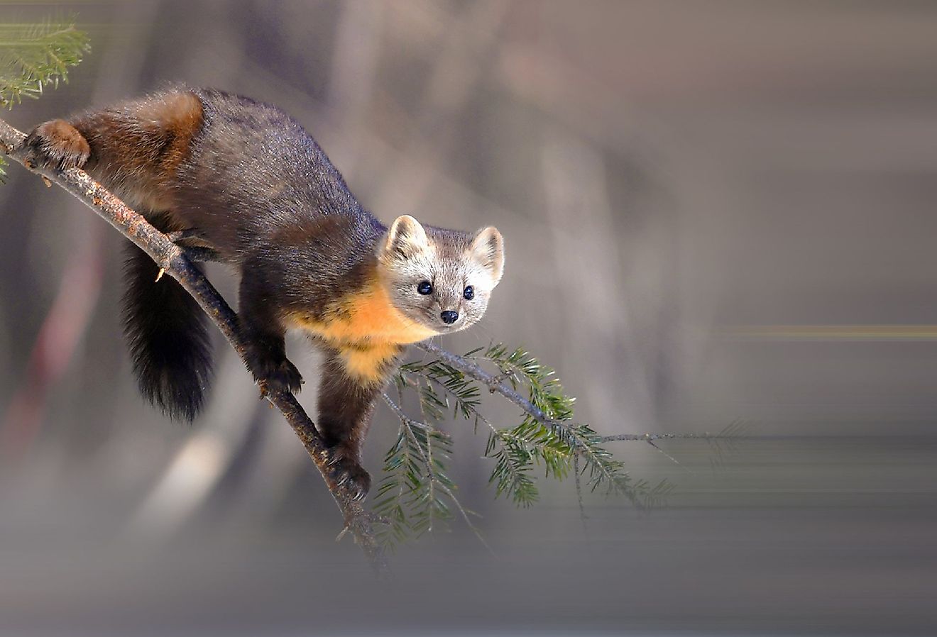 Sable foraging in the woods, balancing on a tree branch. 