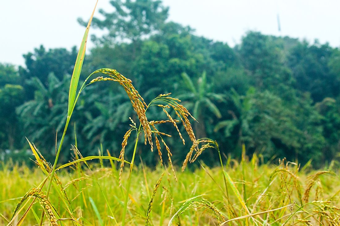 Agriculture remains an important part of the Bangladeshi economy. 