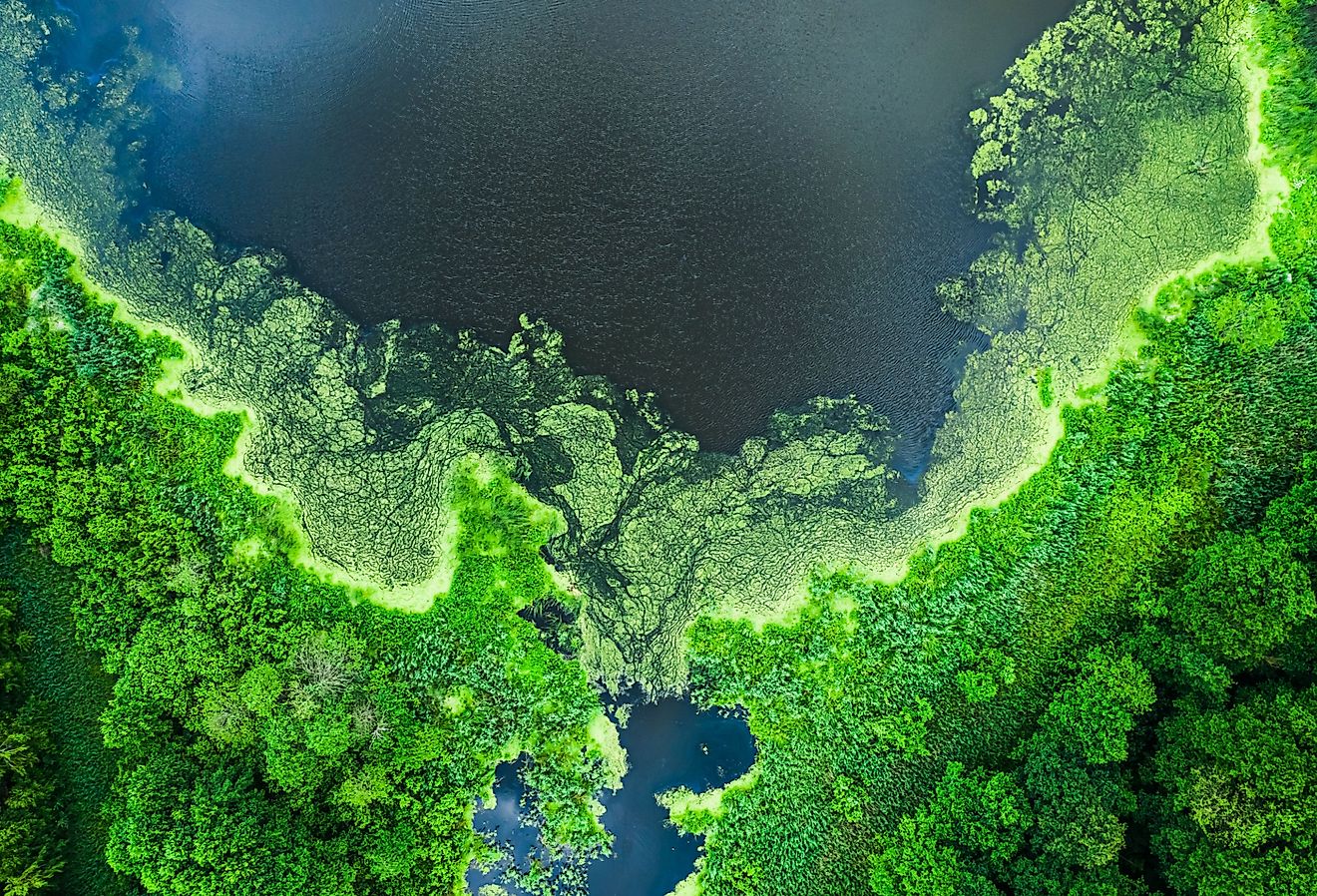 Aerial view of beautiful blooming algae on the lake in summer.