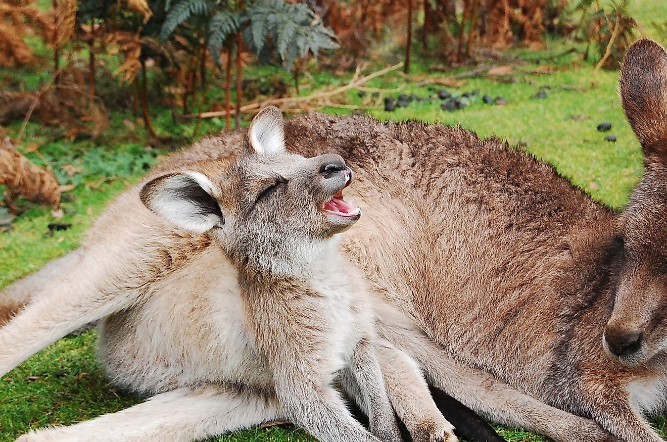 A female kangaroo ("jill") caring for her child (a "joey").