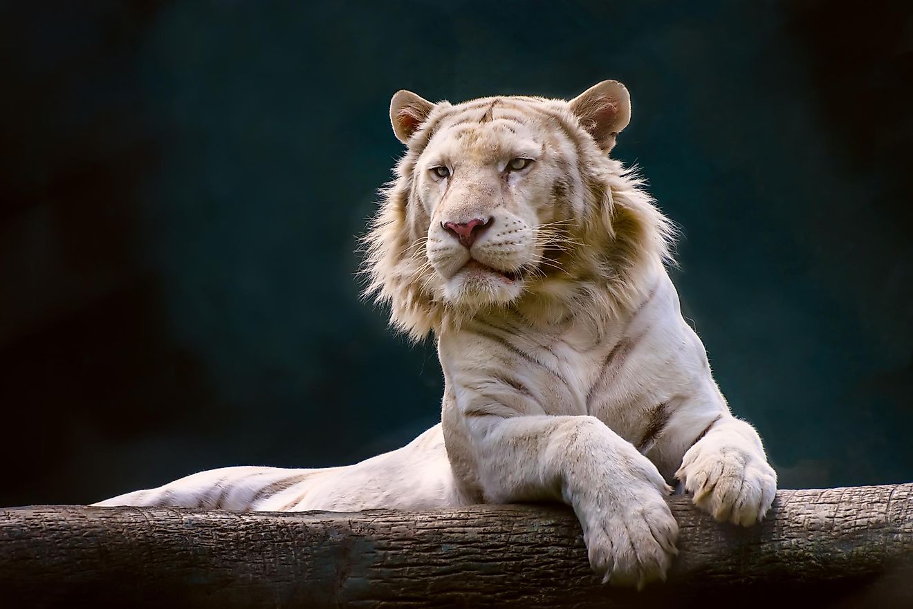 A liger is a crossbreed between a male lion and a female tiger.