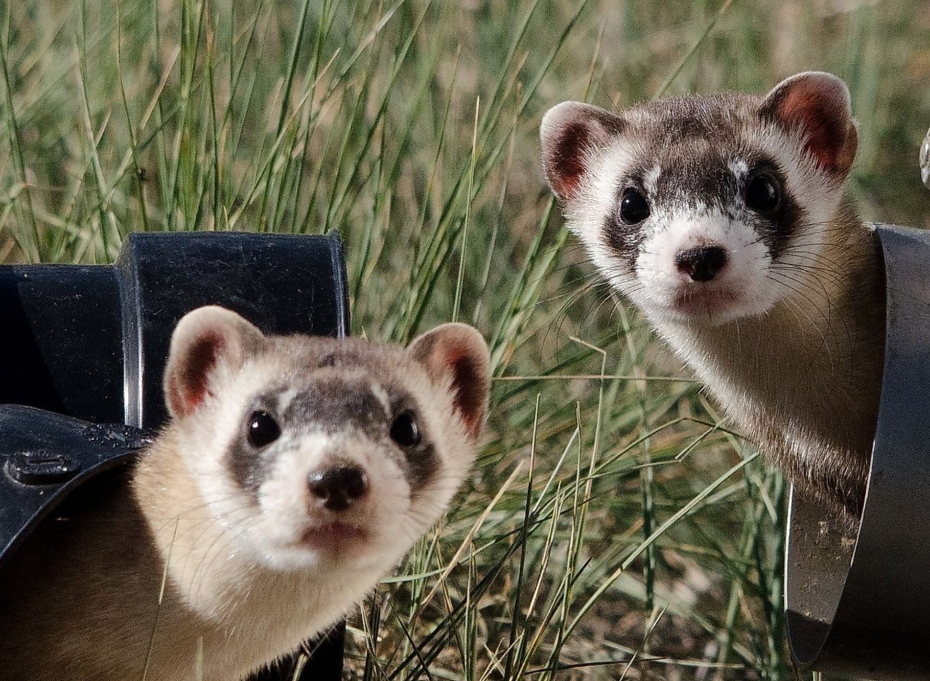 Ferrets are also not safest options as pets. Image credit: Skeeze from Pixabay.