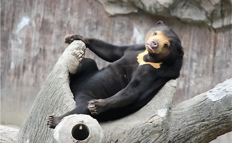 A sun bear.