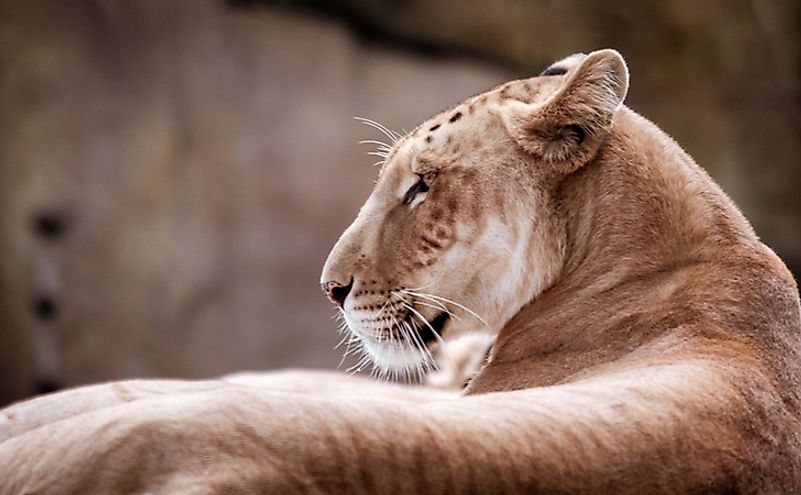 A tigon is the offspring of a male tiger and a female lion. 